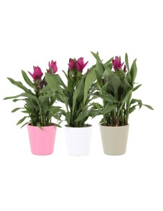CURCUMA+CERAMICA