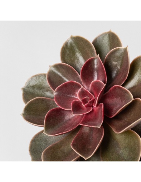 ECHEVERIA MAGIC