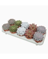 Echeveria Mix de Luxe  Suculentas Premium para Decoración | Endanea Garden

