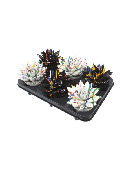 ECHEVERIA PAINTED SPLASH BLACK+WHITE MIX