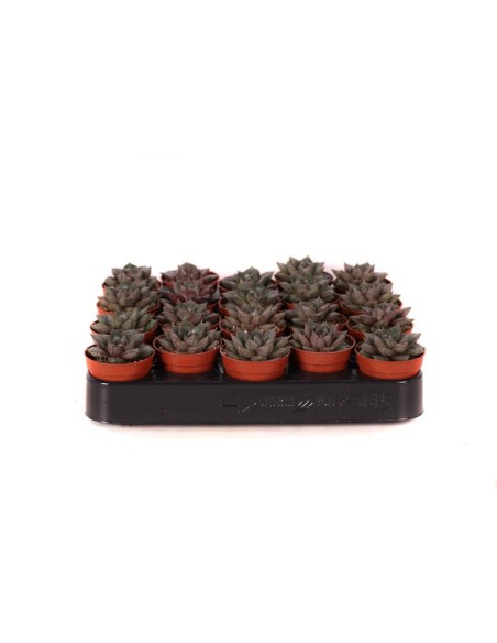 GRAPTOPETALUM  PURPUSORUM