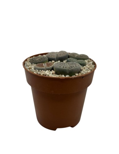LITHOPS MIX M8.5