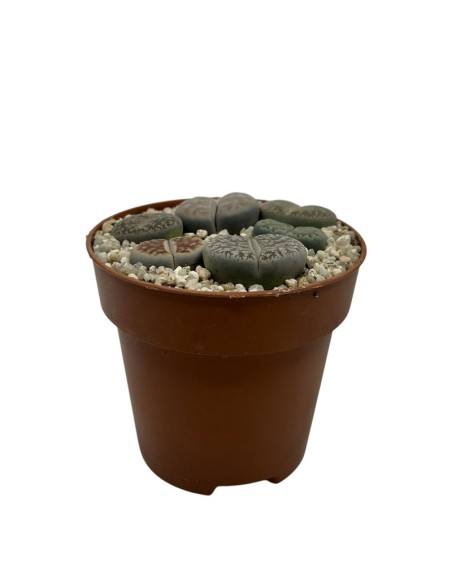 LITHOPS