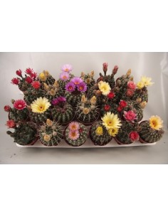 MAMMILLARIA FLOWERS BIG