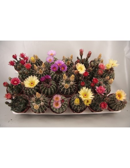 MAMMILLARIA FLOWERS BIG