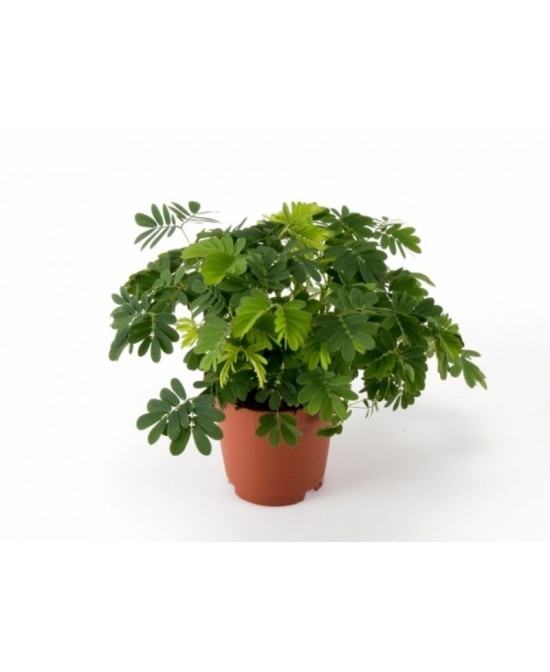 Mimosa Pudica planta sensible al tacto maceta 13 cm Endanea Garden

