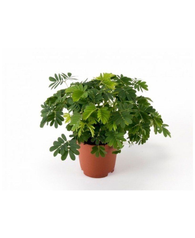 Mimosa Pudica planta sensible al tacto maceta 13 cm Endanea Garden

