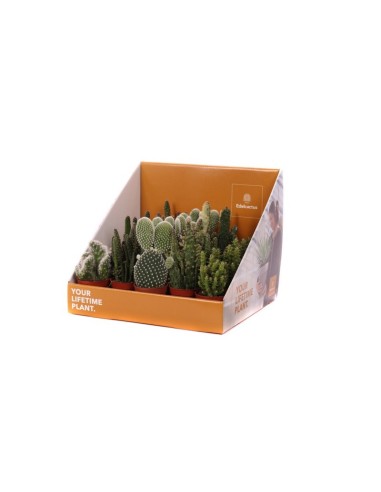 OPUNTIA MIX M10.5