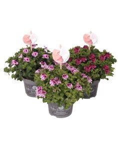PELARGONIUM ANGELEYES PERFUME MIX