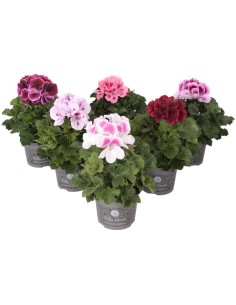 Pelargonium Bella Donna | Planta Ornamental con Flores Grandes y Vibrantes

 2