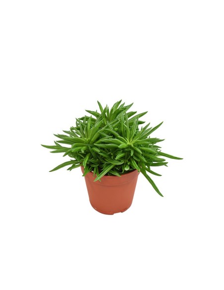 Peperomia Happy Bean M12 - Planta de Interior Decorativa y Fácil de Cuidar