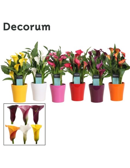 ZANTEDESCHIA+ CERAMICA