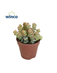 Crassula Marnieriana  Suculenta fácil cuidado con hojas verdes y bordes rojizos | Endanea Garden