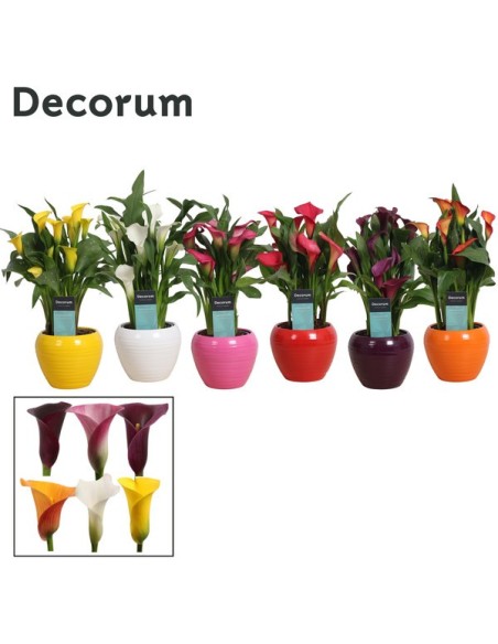 COMPOSICION ZANTEDESCHIA