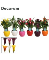ZANTEDESCHIA MIX+MELANIE M12