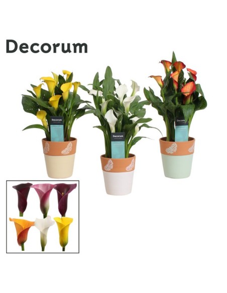 ZANTEDESCHIA MIX+MELANIE M12