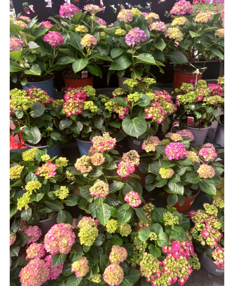 Hortensia M19  Flores Vibrantes y Fácil Cuidado | Endanea Garden

