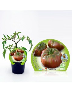 TOMATE NEGRO DE CRIMEA M10.5