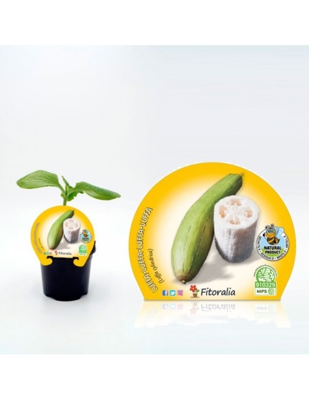 LUFFA CILINDRICA  M 10.5 LUFFA CYLINDRICA