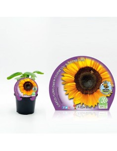 GIRASOL M10.5 HELIANTHUS ANUUS