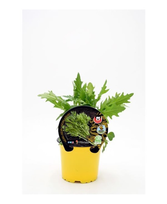 MIZUNA M10.5 BRASSICA RAPA VAR JAPONICA