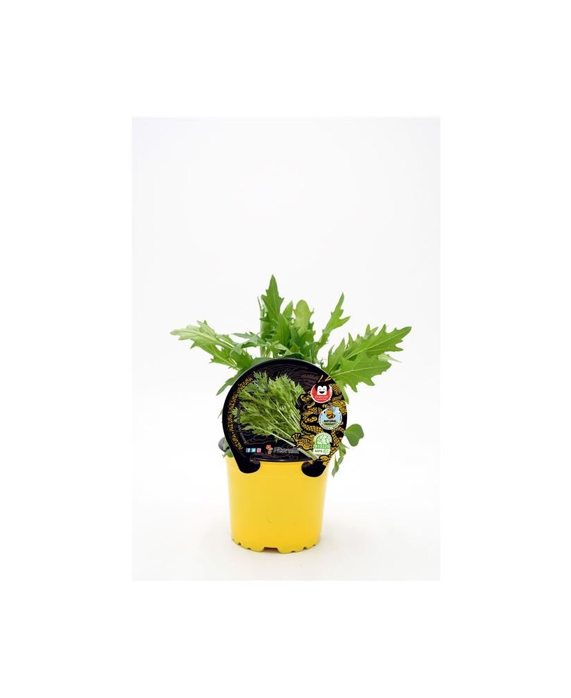 MIZUNA M10.5 BRASSICA RAPA VAR JAPONICA