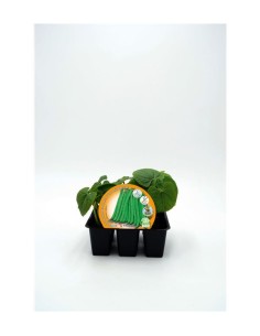 JUDIA MATA BAJA PACK 6UD PHASEOLUS VULGARIS