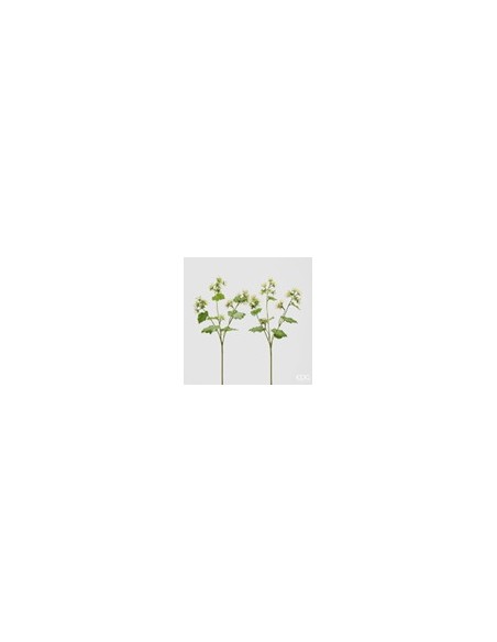 ALCHEMILLA RAMO CON FLOR VERDE MIX
