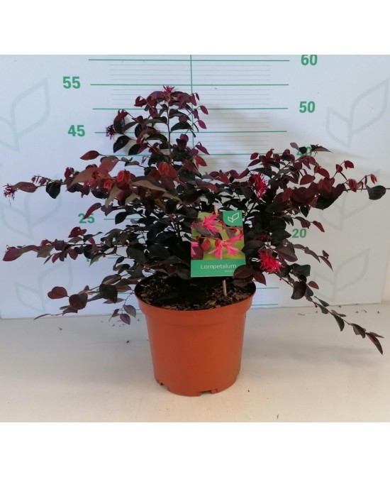 Loropetalum Chinensis 5L "Rose in Black" - Follaje Morado y Flores Rosadas

