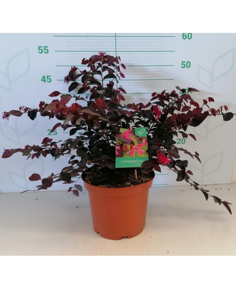 Loropetalum Chinensis 5L "Rose in Black" - Follaje Morado y Flores Rosadas

