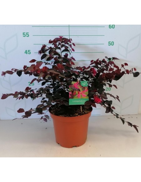 Loropetalum Chinensis 5L "Rose in Black" - Follaje Morado y Flores Rosadas