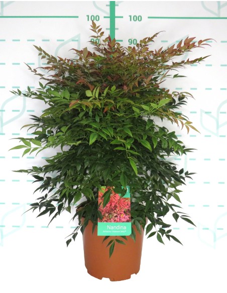 NANDINA DOMESTICA OBSESSED SEIKA 3L 20/30