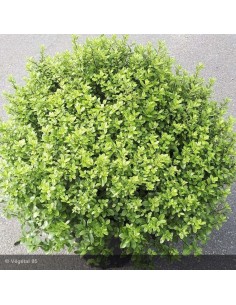 PITOSPORUM TENUIFOLIUM "MIDGET" 2.5L