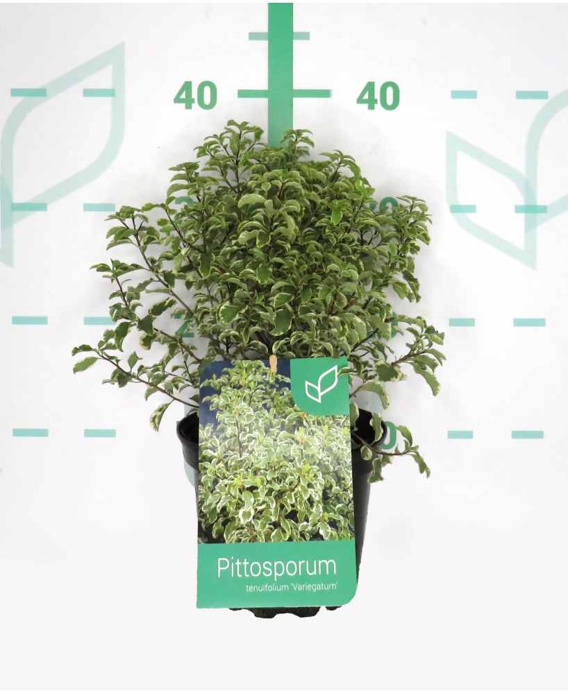 PITTOSPORUM VARIEGATA 2L 20/25