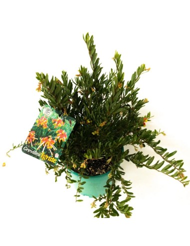 GREVILLEA IGNITE 2L