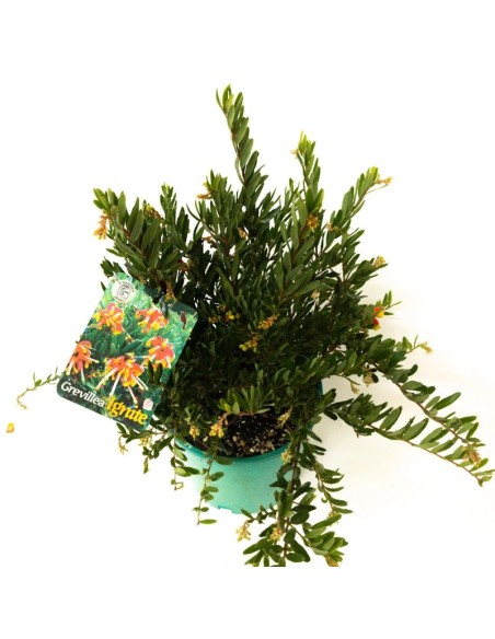 GREVILLEA IGNITE 2L