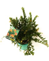 GREVILLEA IGNITE 2L
