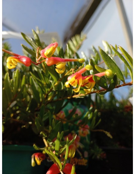 GREVILLEA IGNITE 2L
