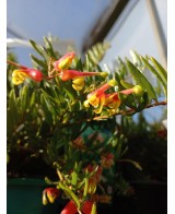 GREVILLEA IGNITE 2L