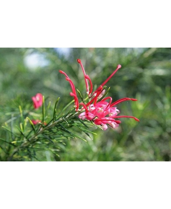 GREVILLEA JUNIPERINA 5L 15/20 DP 30/40