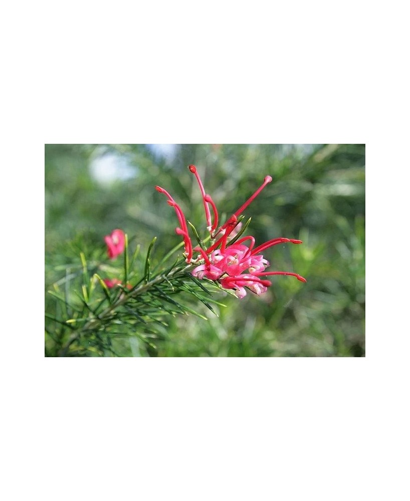 GREVILLEA JUNIPERINA 5L 15/20 DP 30/40