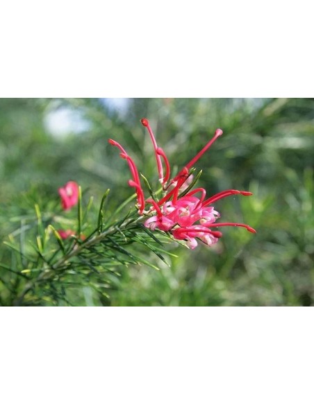 GREVILLEA JUNIPERINA 5L
