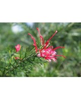 GREVILLEA JUNIPERINA 5L 15/20 DP 30/40