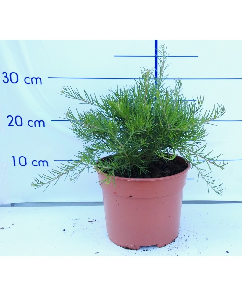 GREVILLEA JUNIPERINA 5L 15/20 DP 30/40
