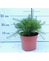 GREVILLEA JUNIPERINA 5L 15/20 DP 30/40