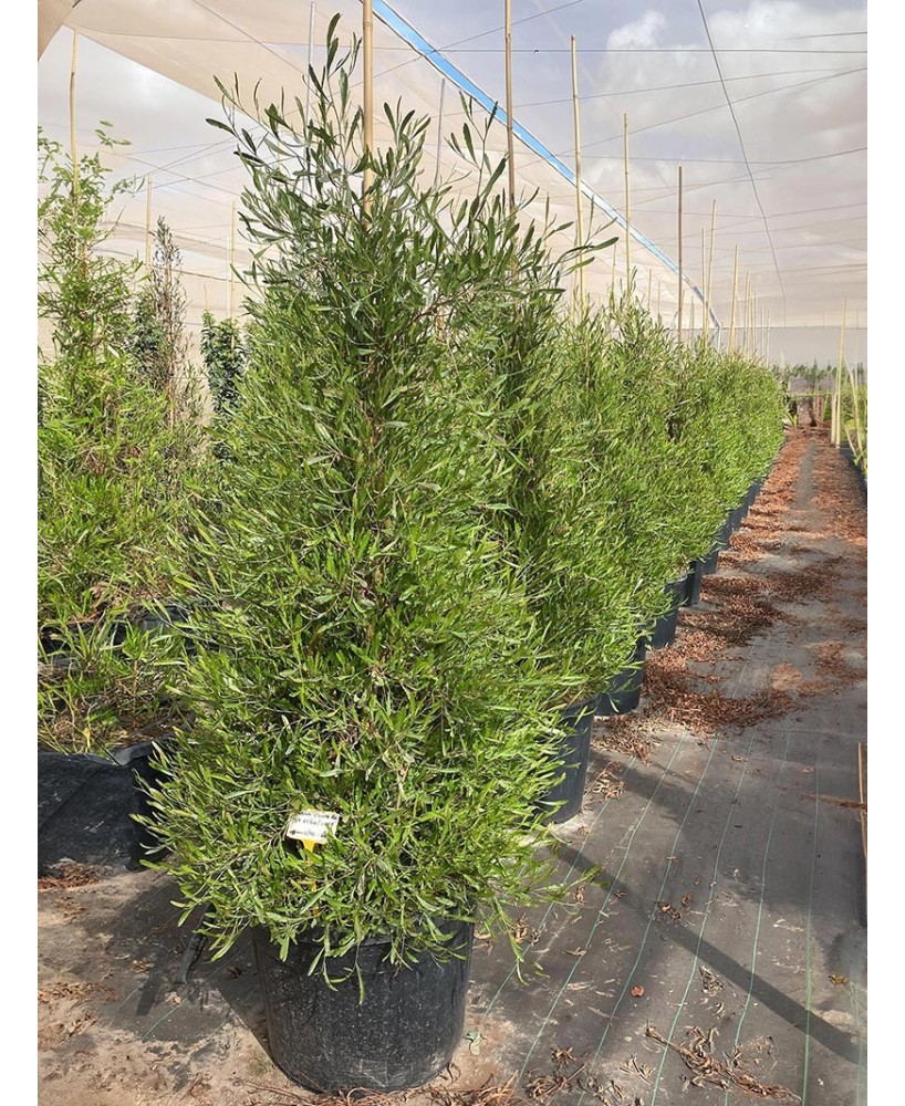 DODONEA VISCOSA  "PURPUREA"   C25  7.5L