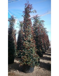 Eugenia uniflora «Etna Fire»  Arbusto Perennifolio con Bayas Moradas | Endanea Garden