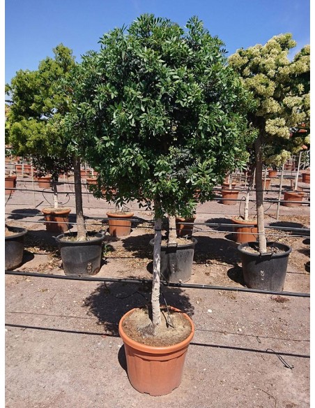 Pistacia lentiscus - Lentisco mediterráneo perennifolio resistente y decorativo