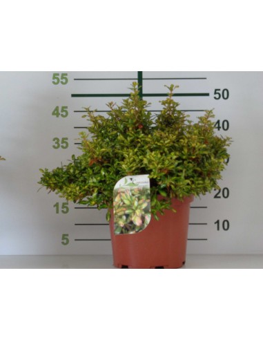 Coprosma Lemon  Arbusto Decorativo de Hojas Amarillo-Verde, Ideal para Jardines y Macetas


