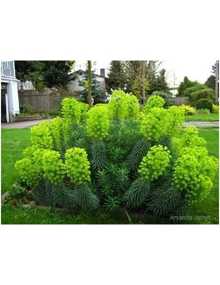 EUPHORBIA CHARACIAS SUBSP. WULFENII 2L